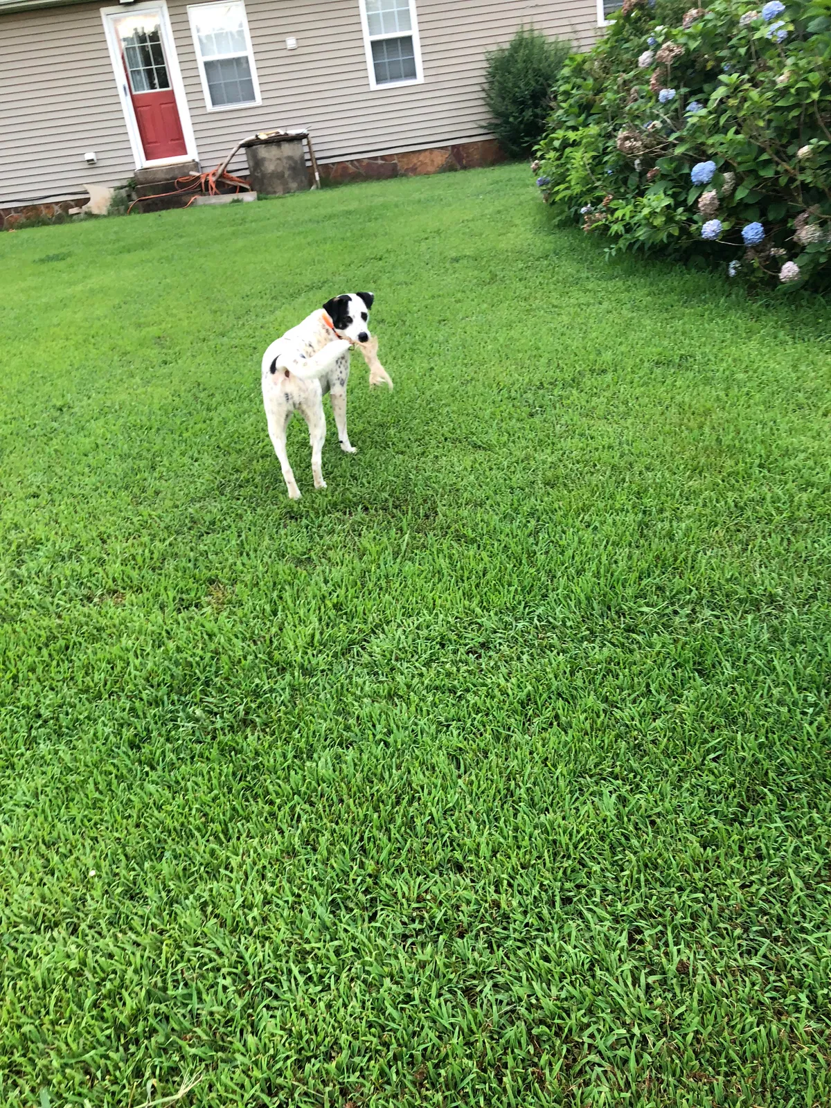 Lost dog in Selmer, TN, 38375