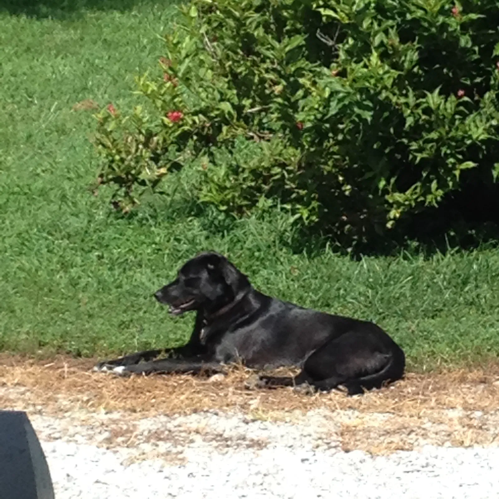 Lost dog in Saint Joseph, MO, 64505