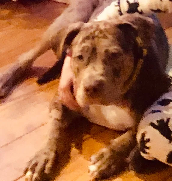 Lost dog in Ellijay, GA, 30540