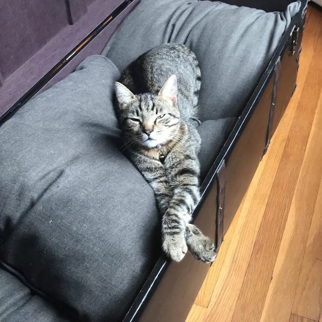 Lost cat in Carrollton, VA, 23314