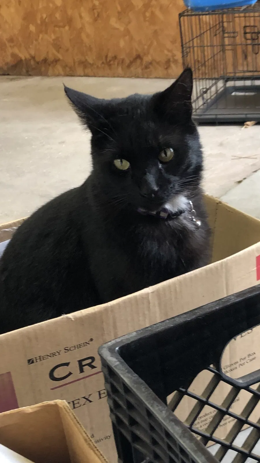Lost cat in Odessa, TX, 79763