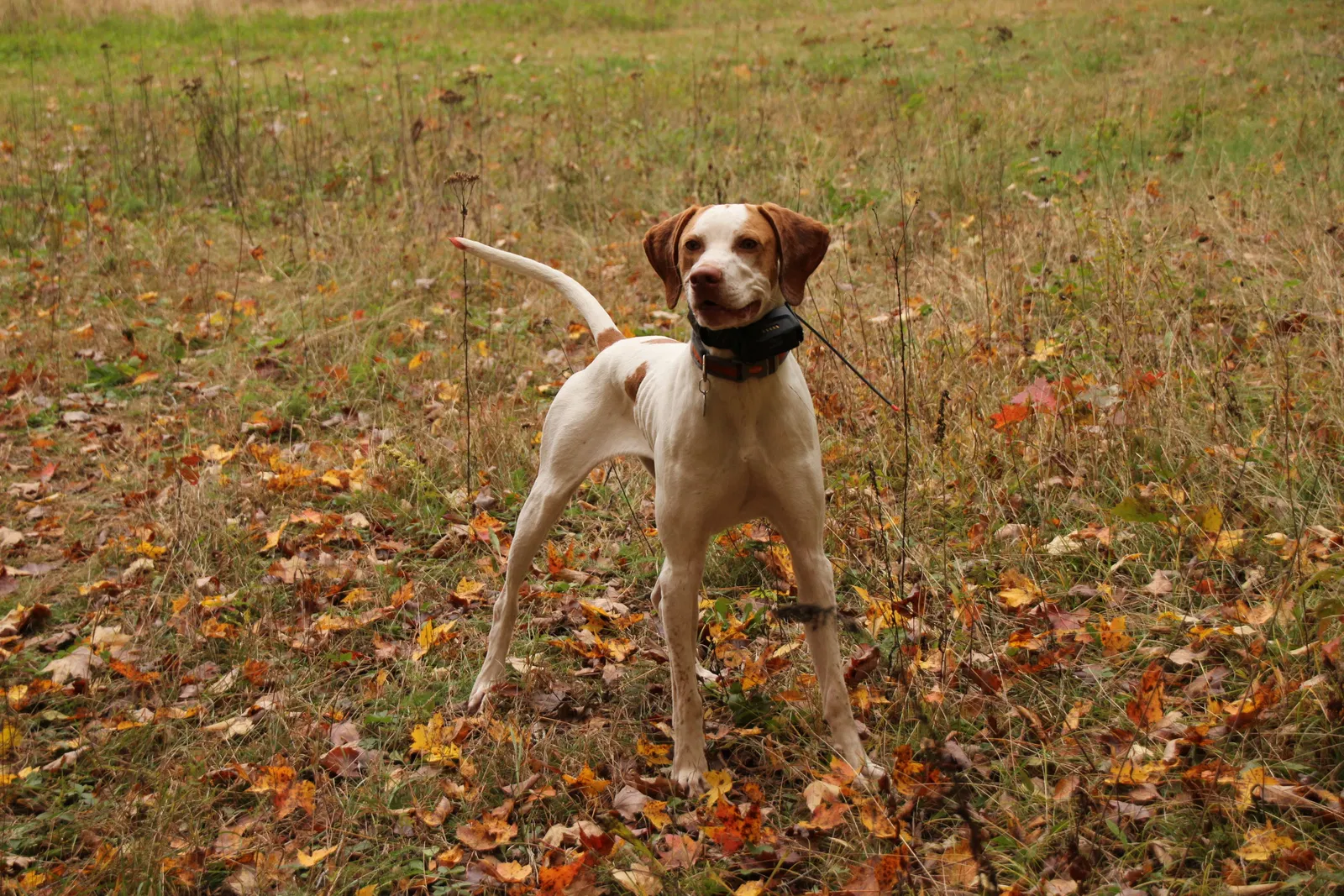Lost dog in Wausau, WI, 54401