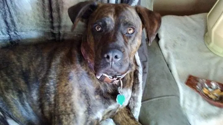 Lost dog in Unknown, TN, 37434