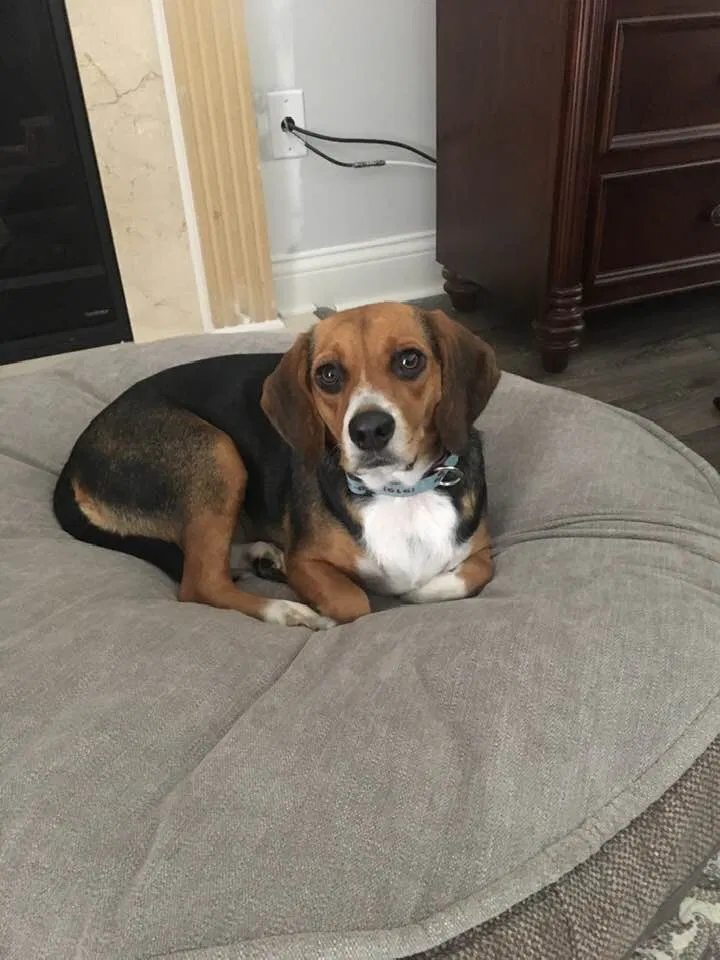 Lost dog in Raleigh, NC, 27603