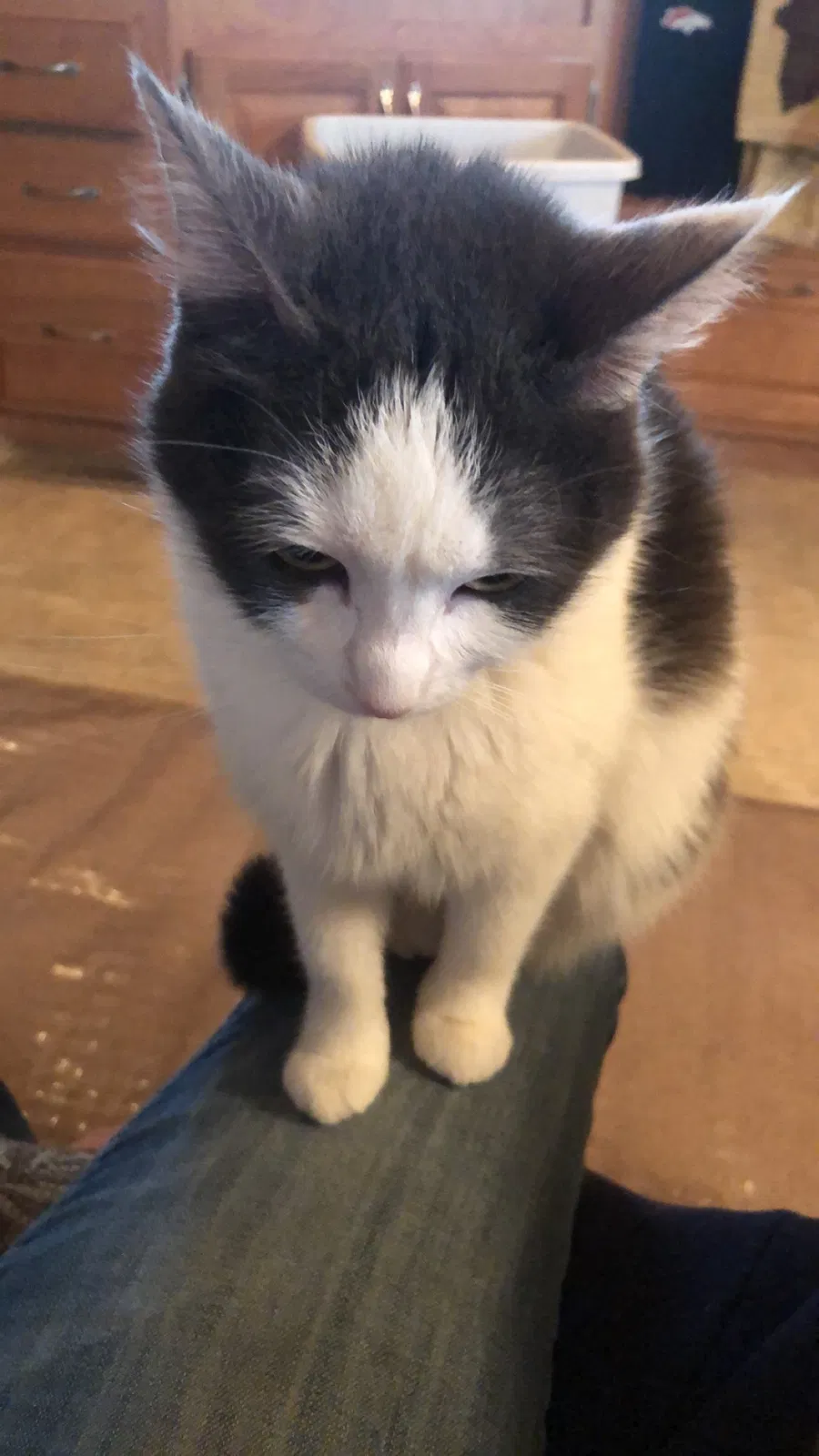 Lost cat in Parachute, CO, 81635