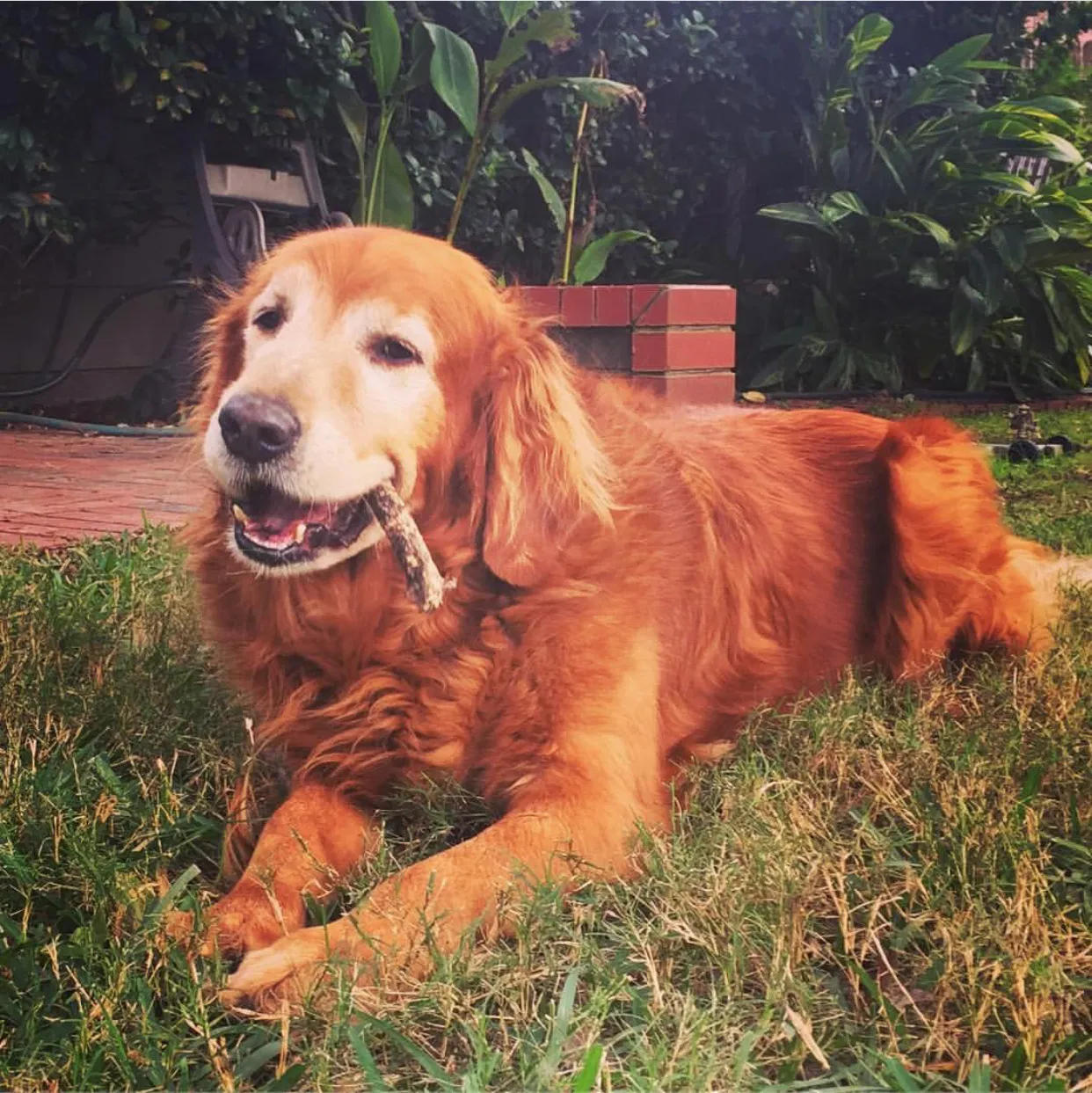 Lost dog in Sugar Land, TX, 77479