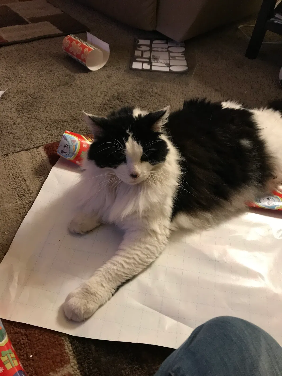 Lost cat in Stockton, CA, 95204