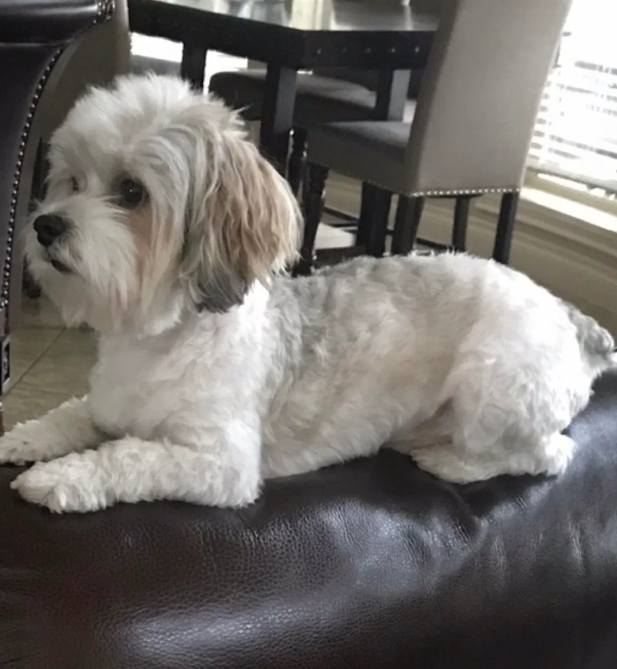 Lost dog in Katy, TX, 77494