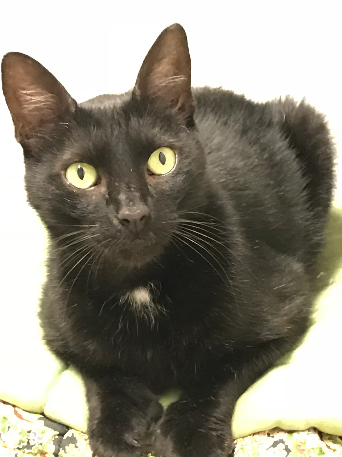 Lost cat in Austin, TX, 78738
