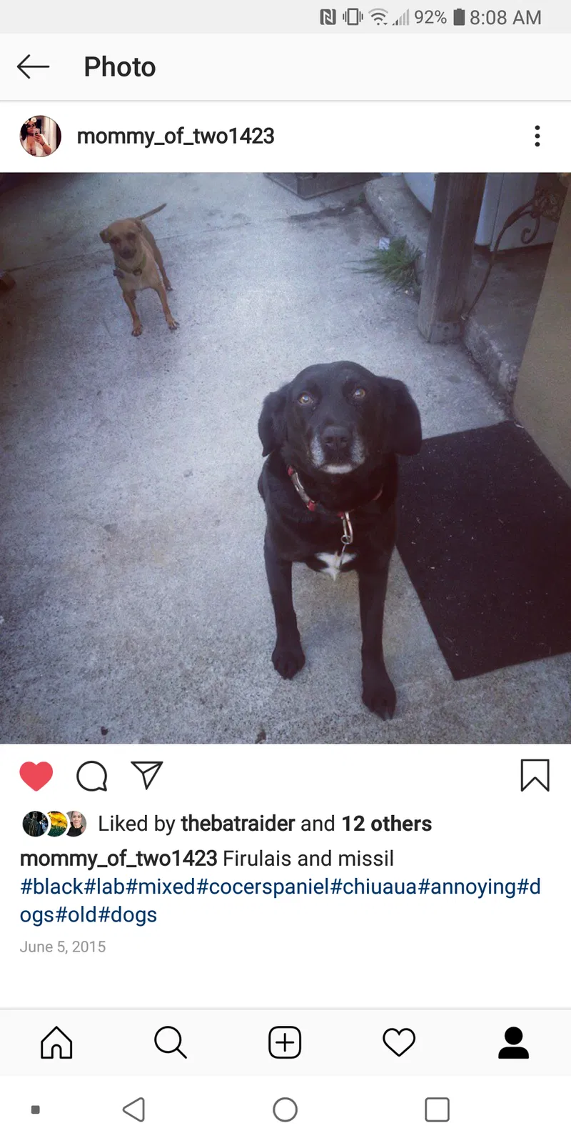 Lost dog in Hayward, CA, 94541