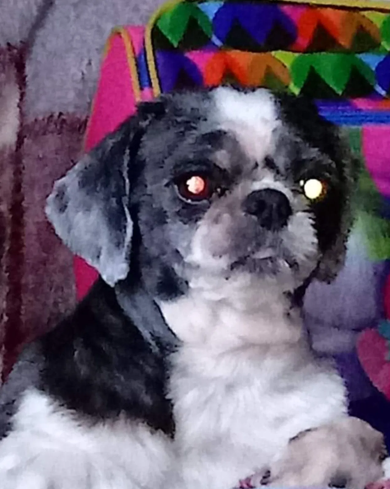 Lost dog in Sapulpa, OK, 74066