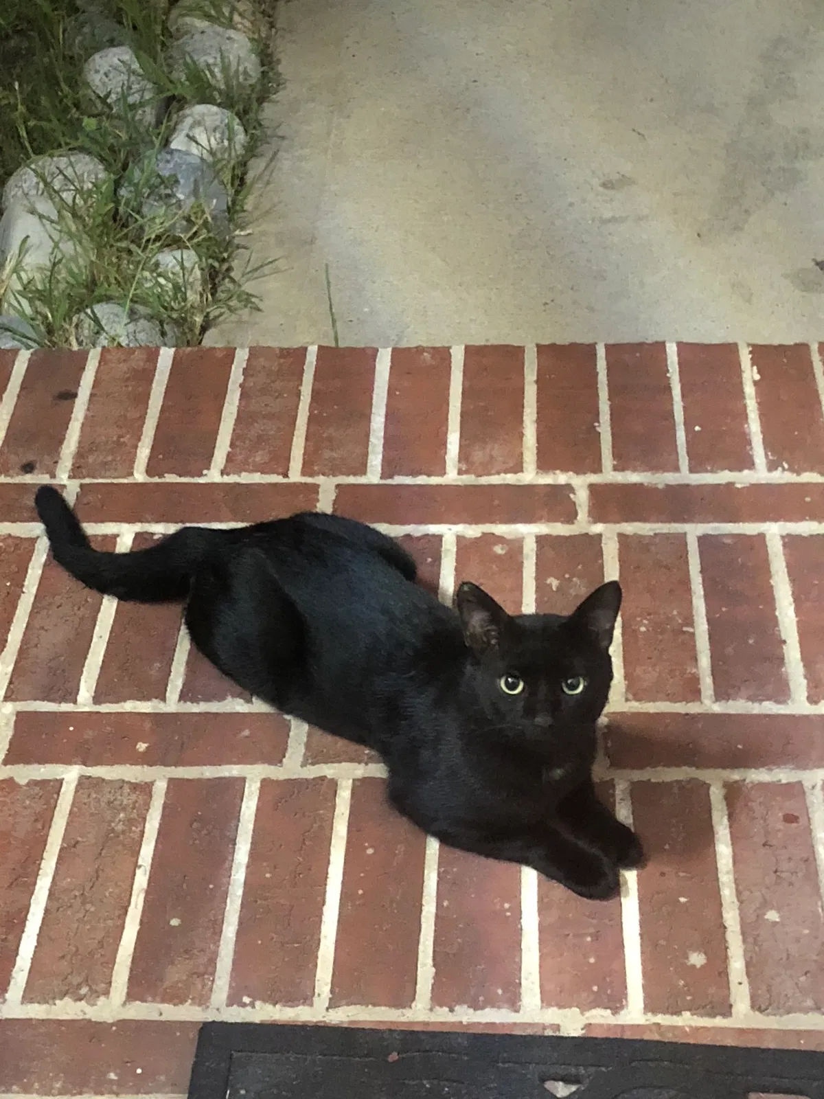 Lost cat in Unknown, TX, 77579