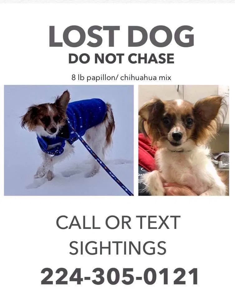Lost dog in Mundelein, IL, 60060