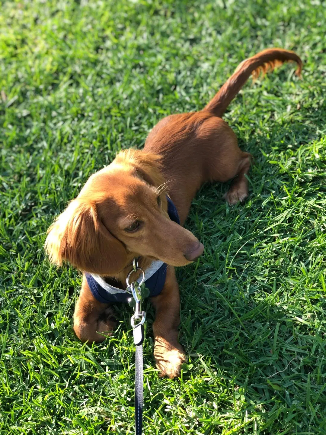 Lost dog in Rosemead, CA, 91770