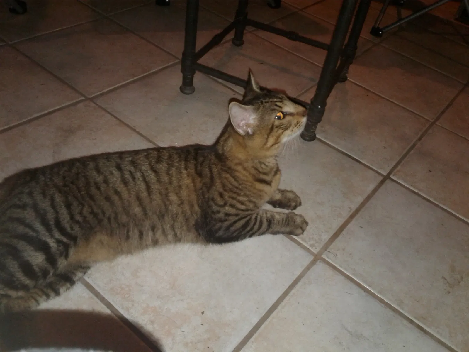 Lost cat in Saint Petersburg, FL, 33713