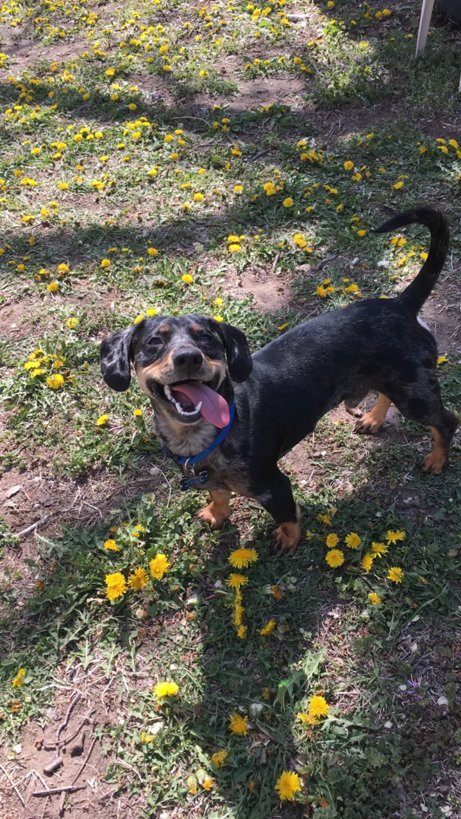 Lost dog in Wichita, KS, 67204