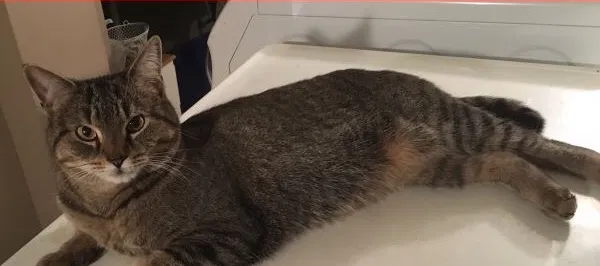 Lost cat in Paterson, NJ, 7524