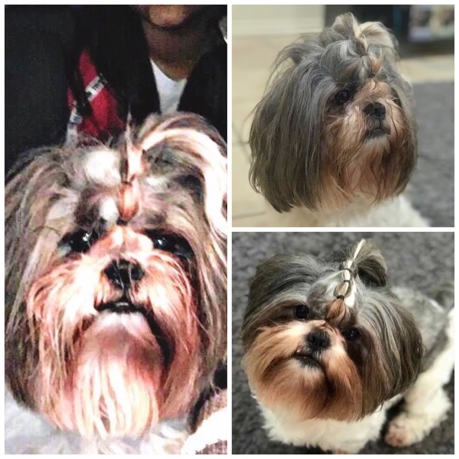 Lost dog in Pharr, TX, 78577