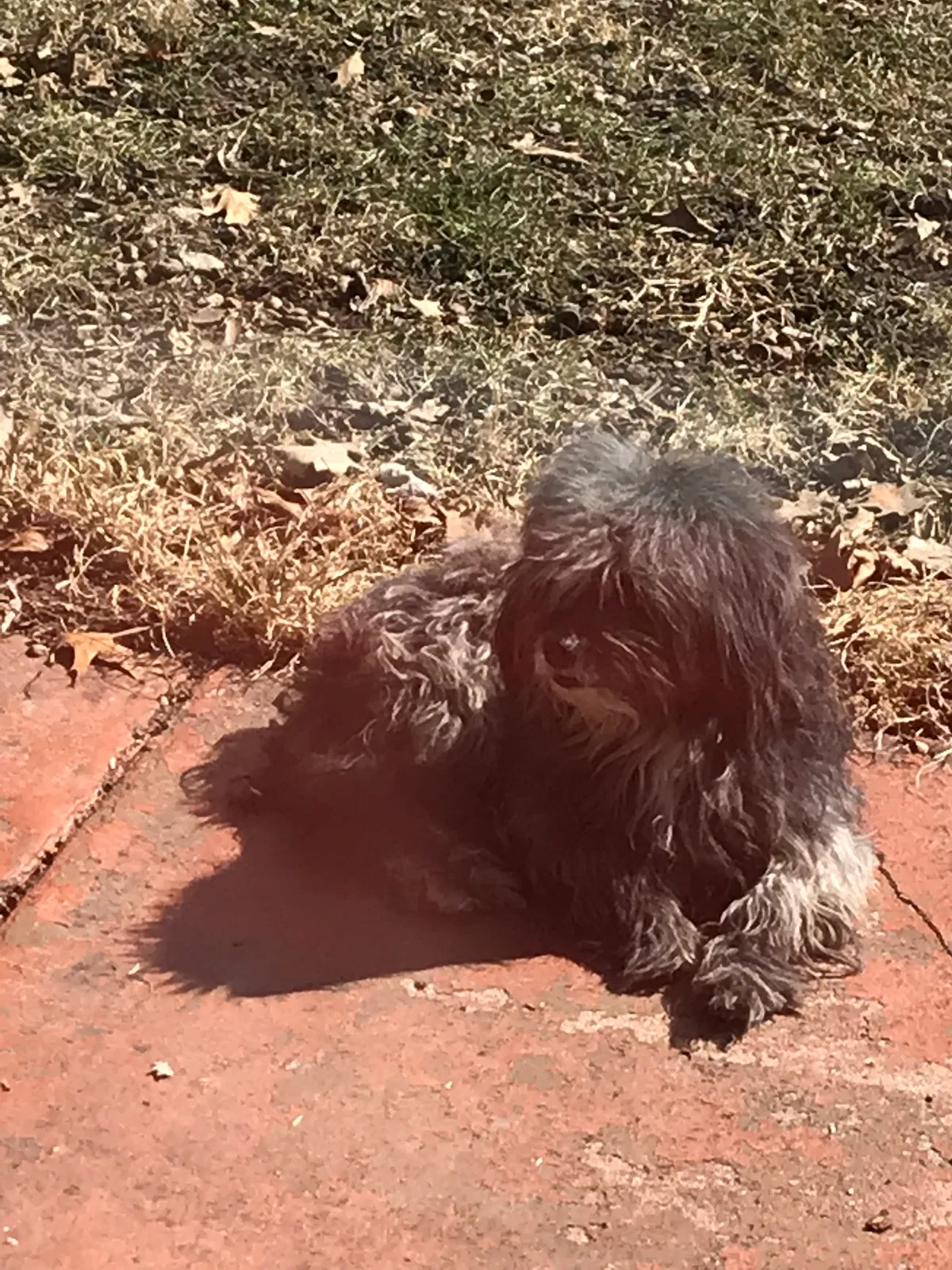 Found dog in Des Moines, IA, 50310