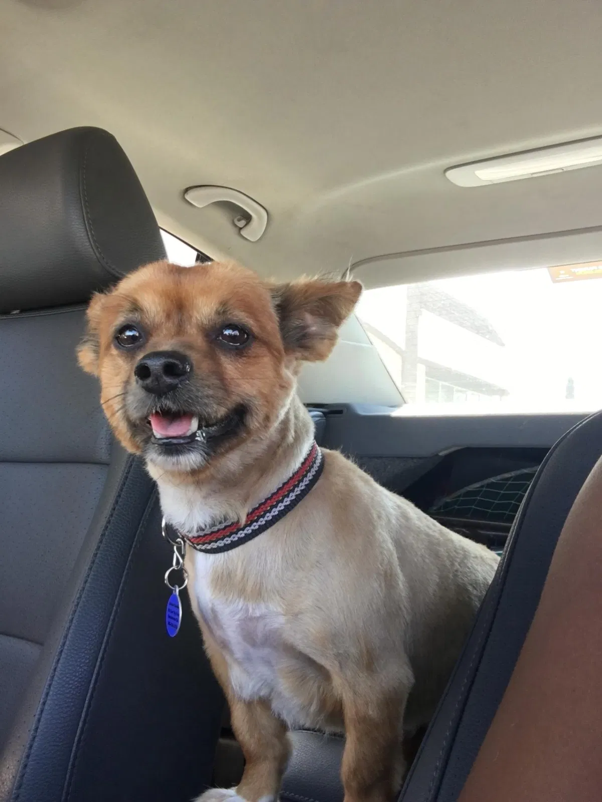 Lost dog in Sacramento, CA, 95823