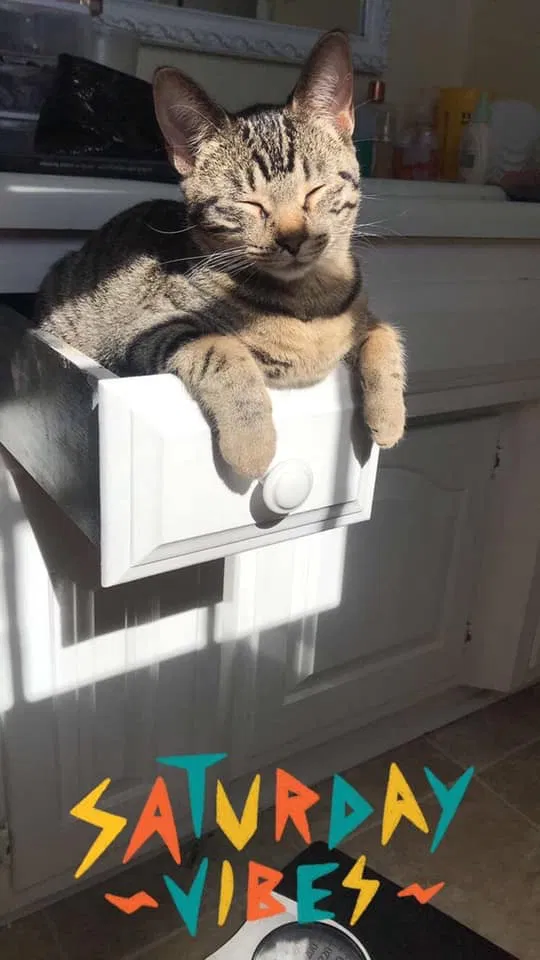 Lost cat in Columbia, MO, 65202