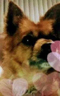Lost dog in Sacramento, CA, 95823