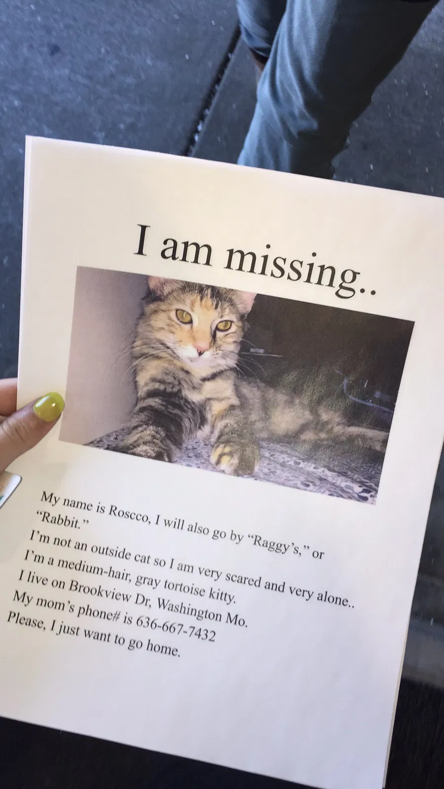 Lost cat in Washington, MO, 63090