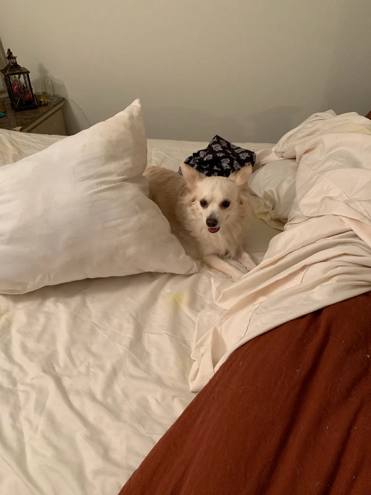Lost dog in Wichita, KS, 67207