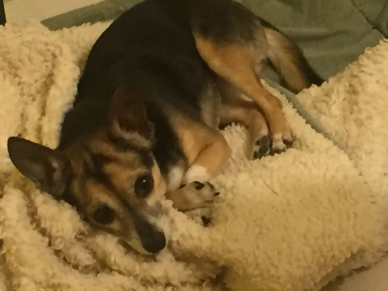 Lost dog in Virginia Beach, VA, 23464