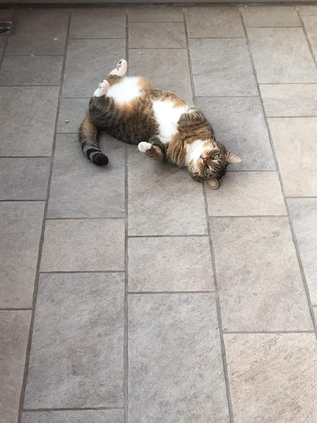 Lost cat in Irvine, CA, 92618