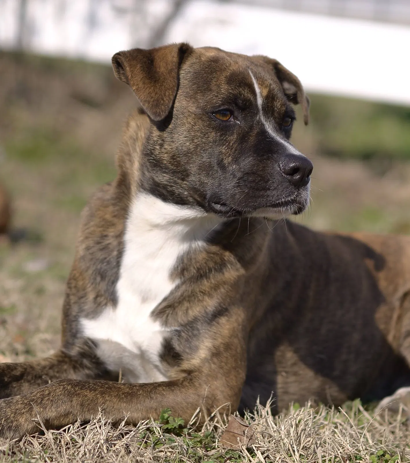 Lost dog in Hopkins, SC, 29061