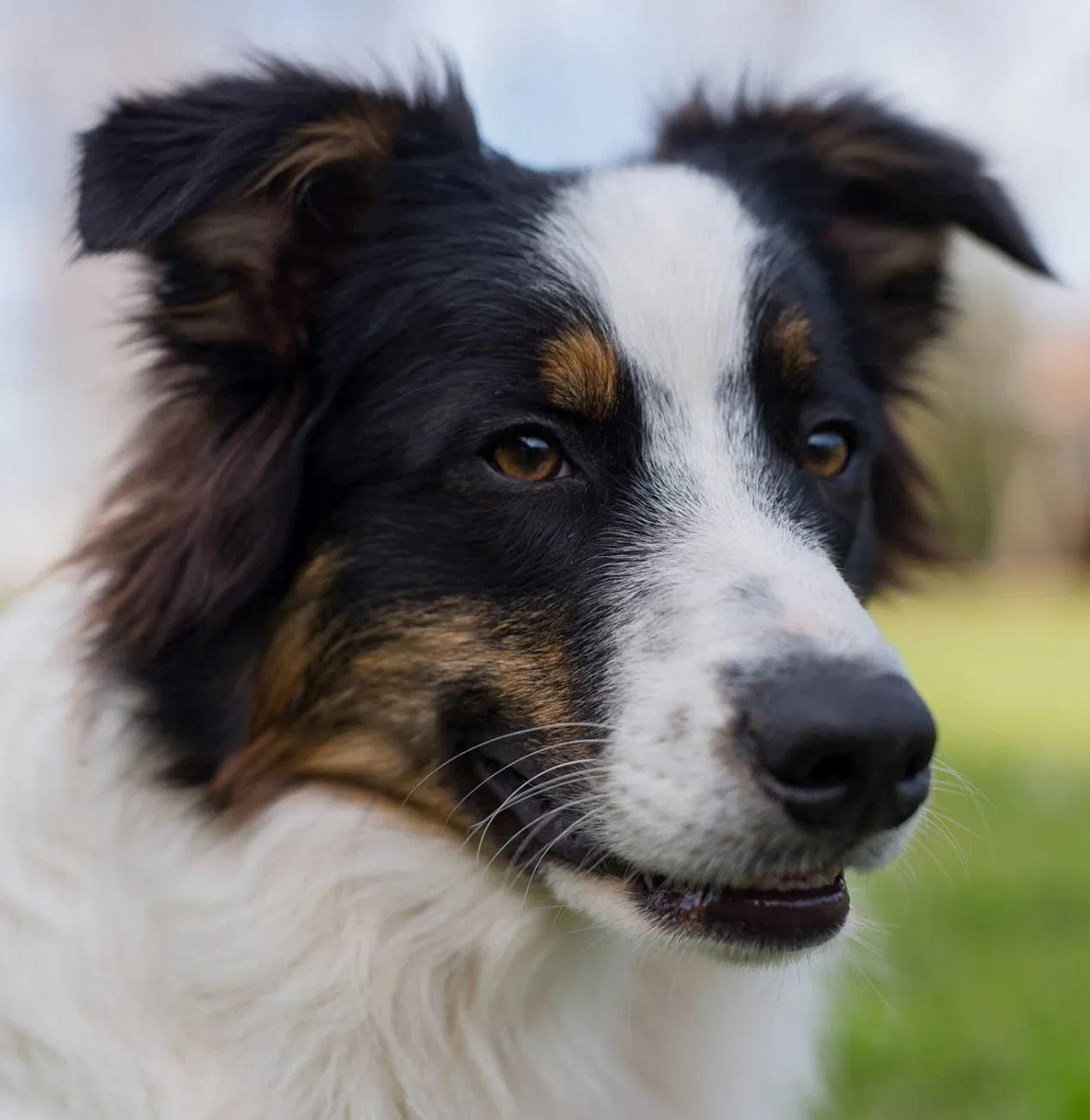 Lost dog in Hopkins, SC, 29061
