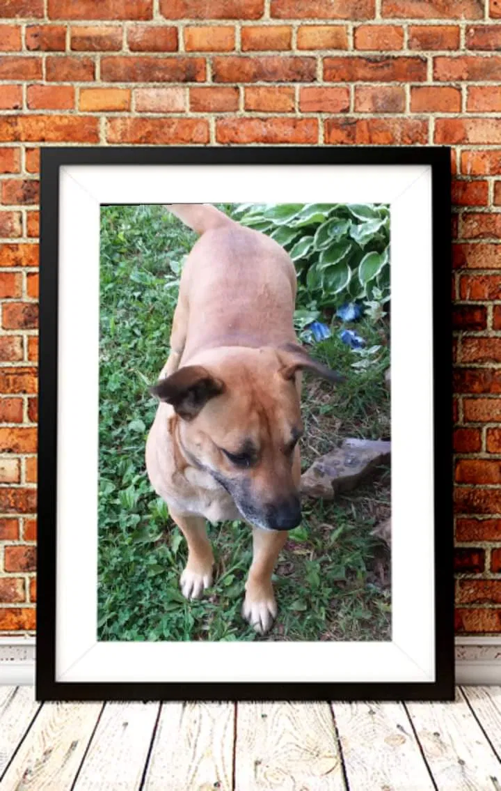 Lost dog in Mayodan, NC, 27027