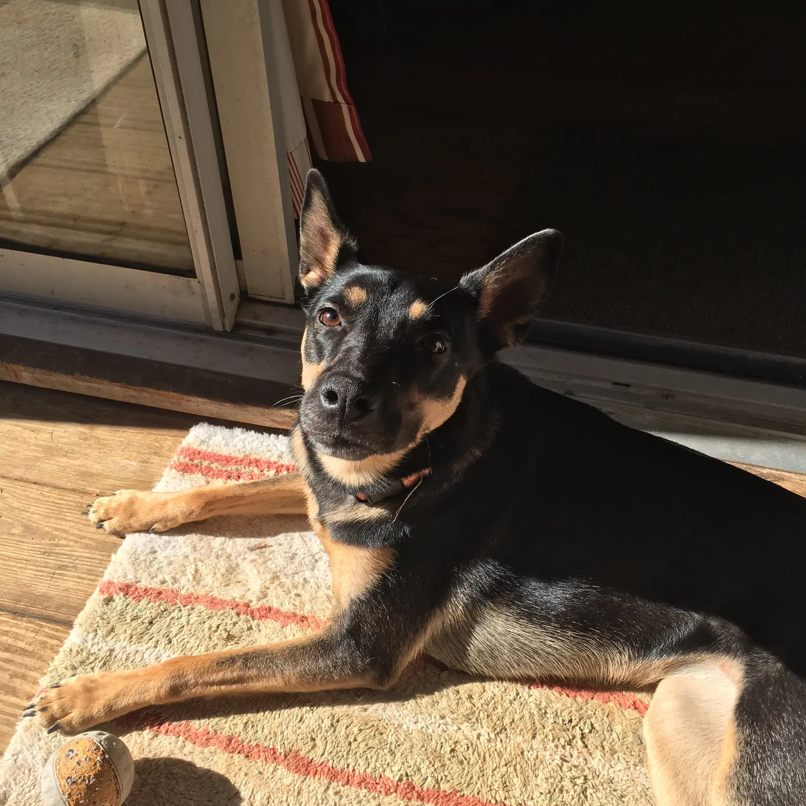 Lost dog in Pfafftown, NC, 27040