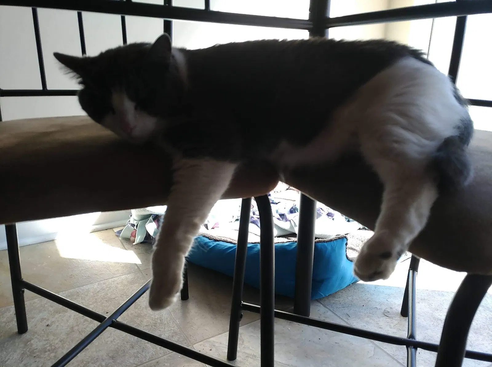 Lost cat in Richlands, NC, 28574