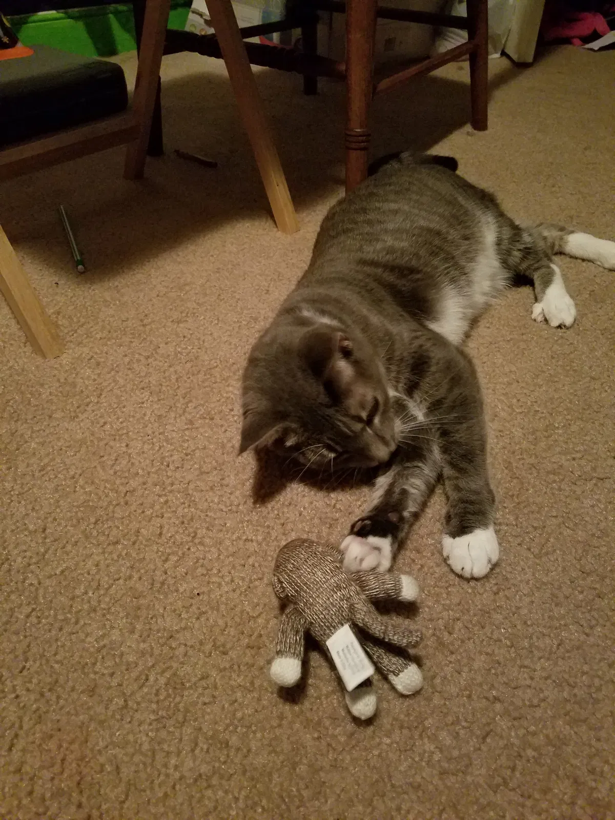 Lost cat in Midlothian, VA, 23114