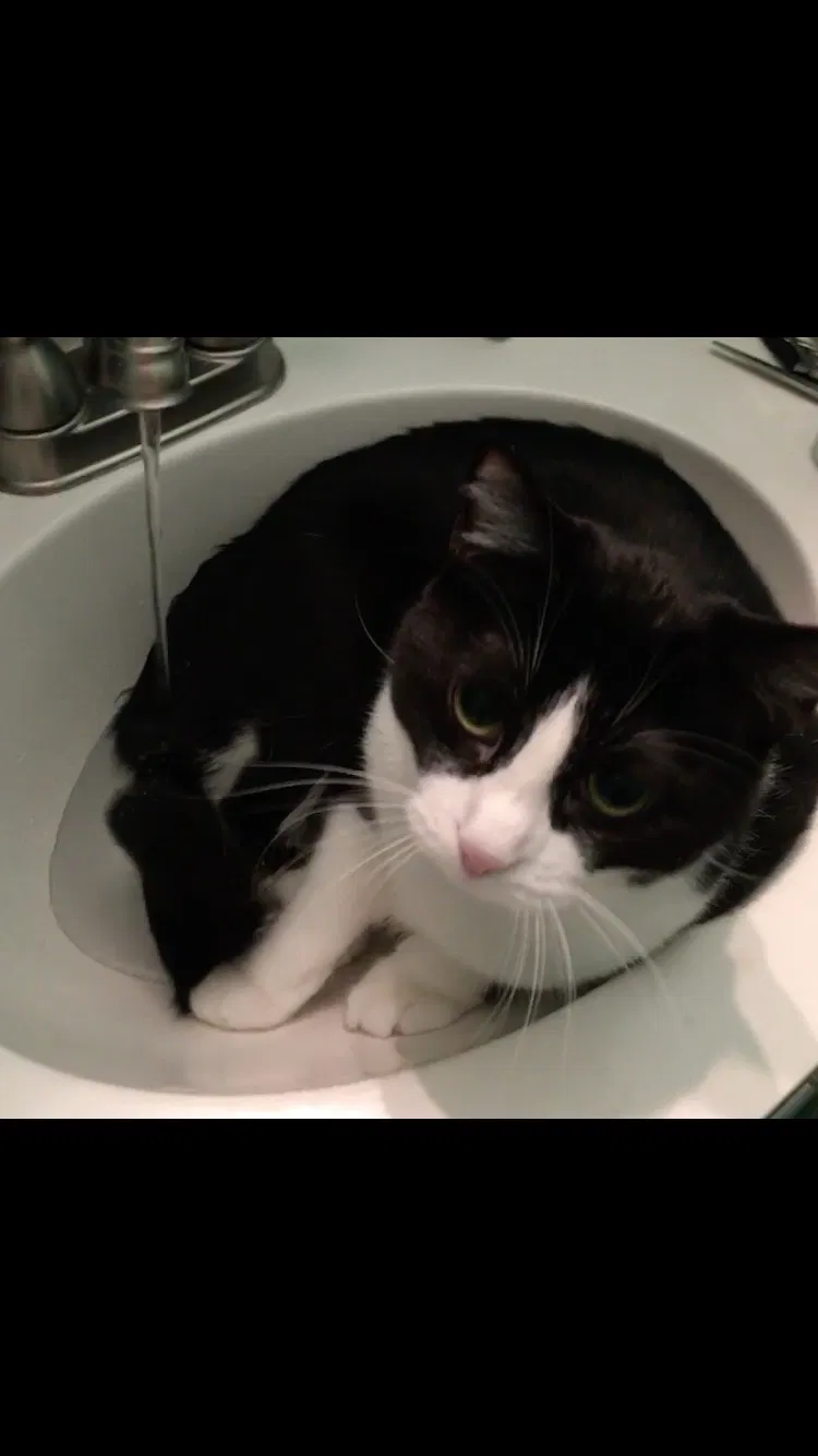 Lost cat in Bella Vista, AR, 72715