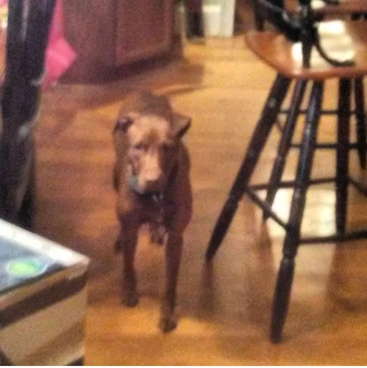 Lost dog in Irmo, SC, 29063