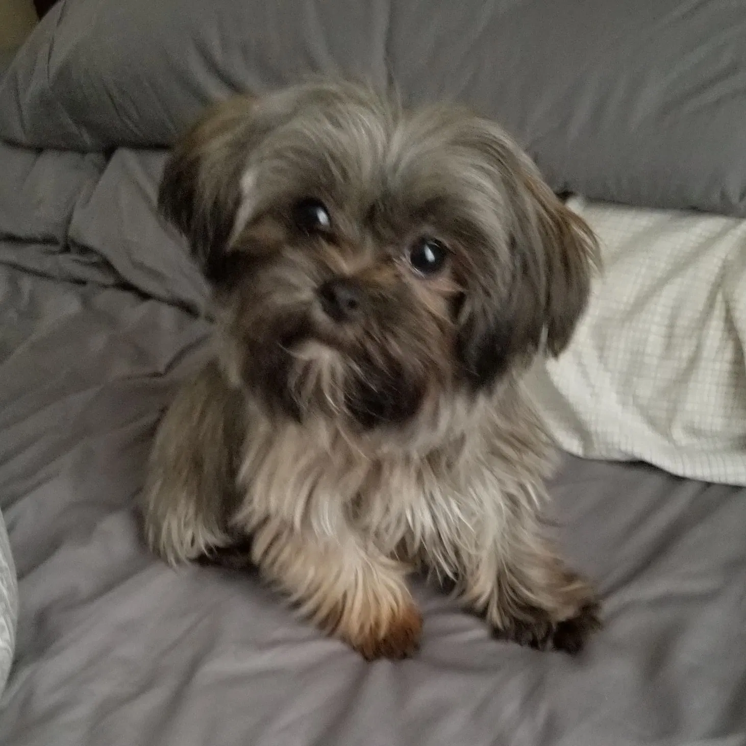 Lost dog in Brooklyn, NY, 11207