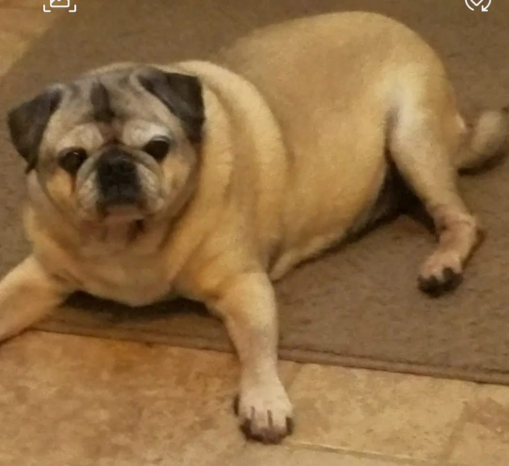Lost dog in Dundee, NY, 14837
