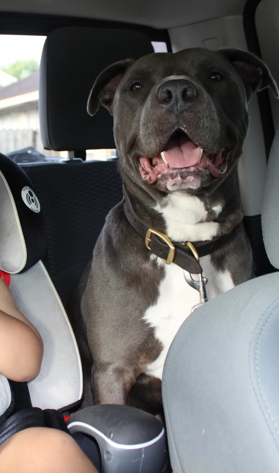 Lost dog in Spring, TX, 77379