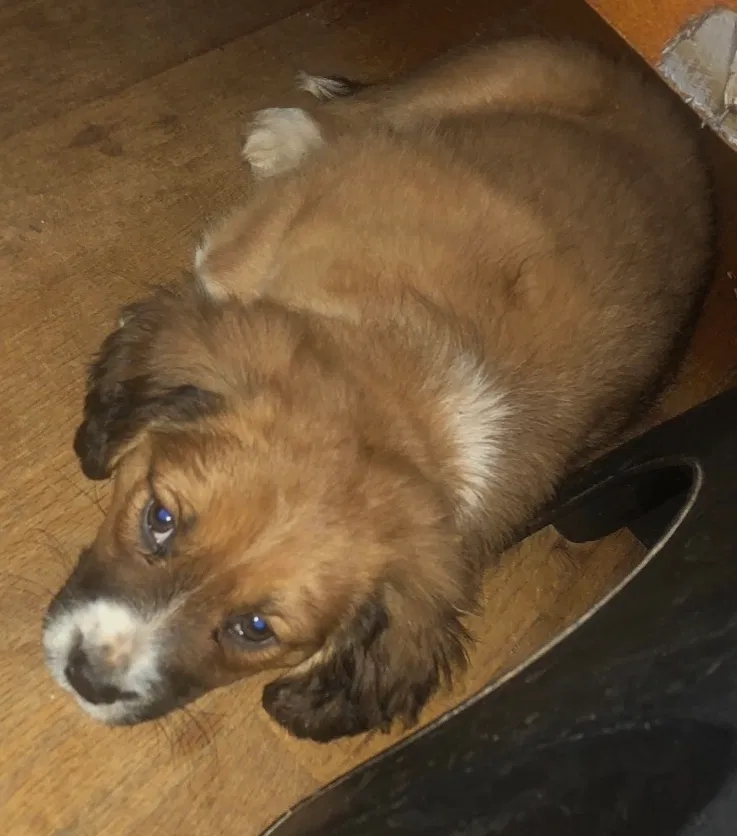 Lost dog in Easley, SC, 29642