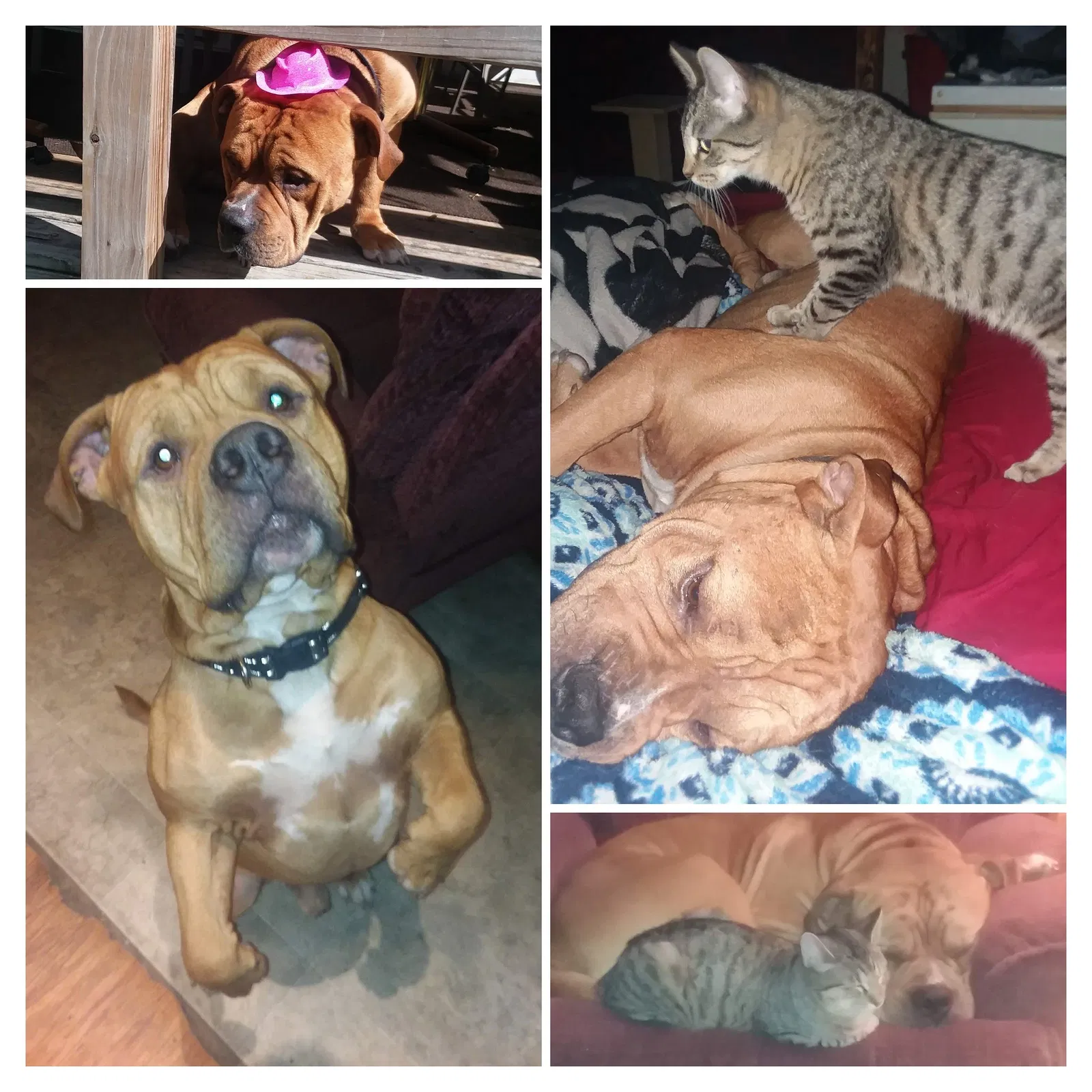 Lost dog in Atalissa, IA, 52720