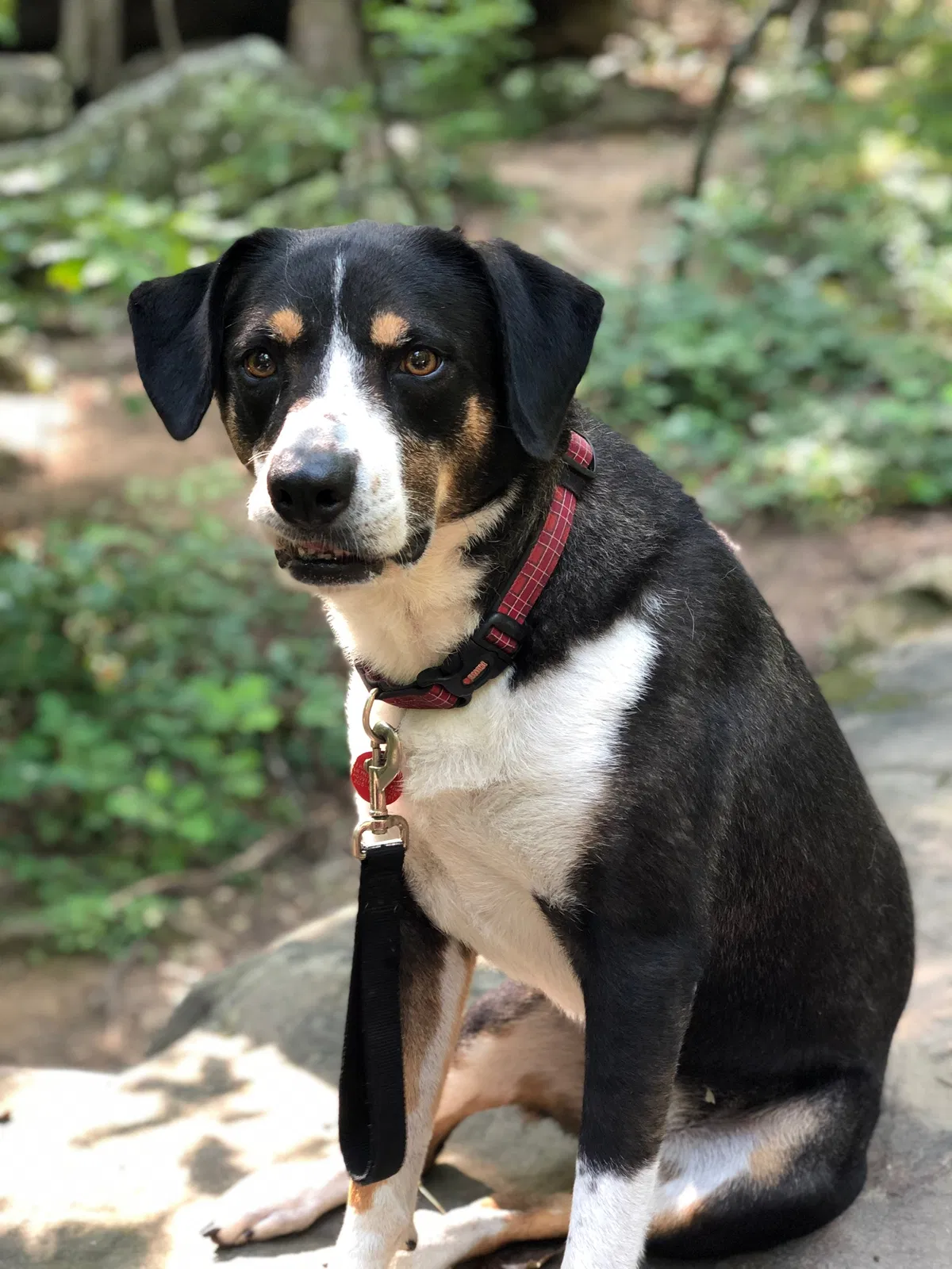 Lost dog in Birmingham, AL, 35216