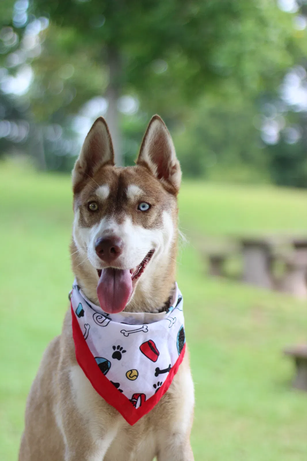 Lost dog in Montevallo, AL, 35115