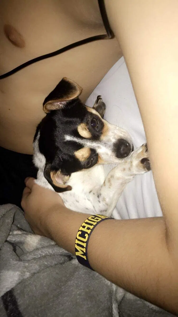 Lost dog in Grand Haven, MI, 49417