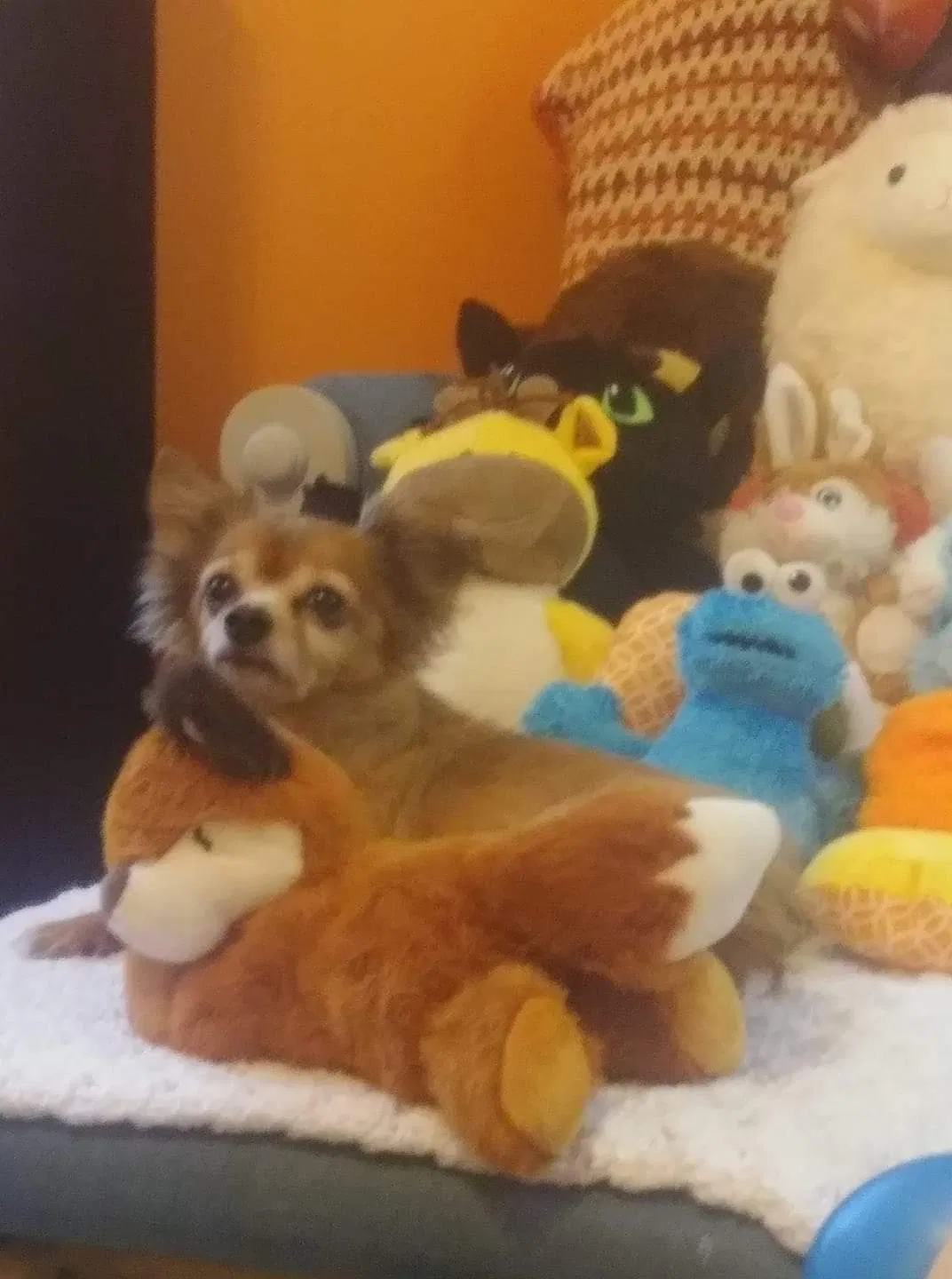 Lost dog in Pleasant Grove, AL, 35127