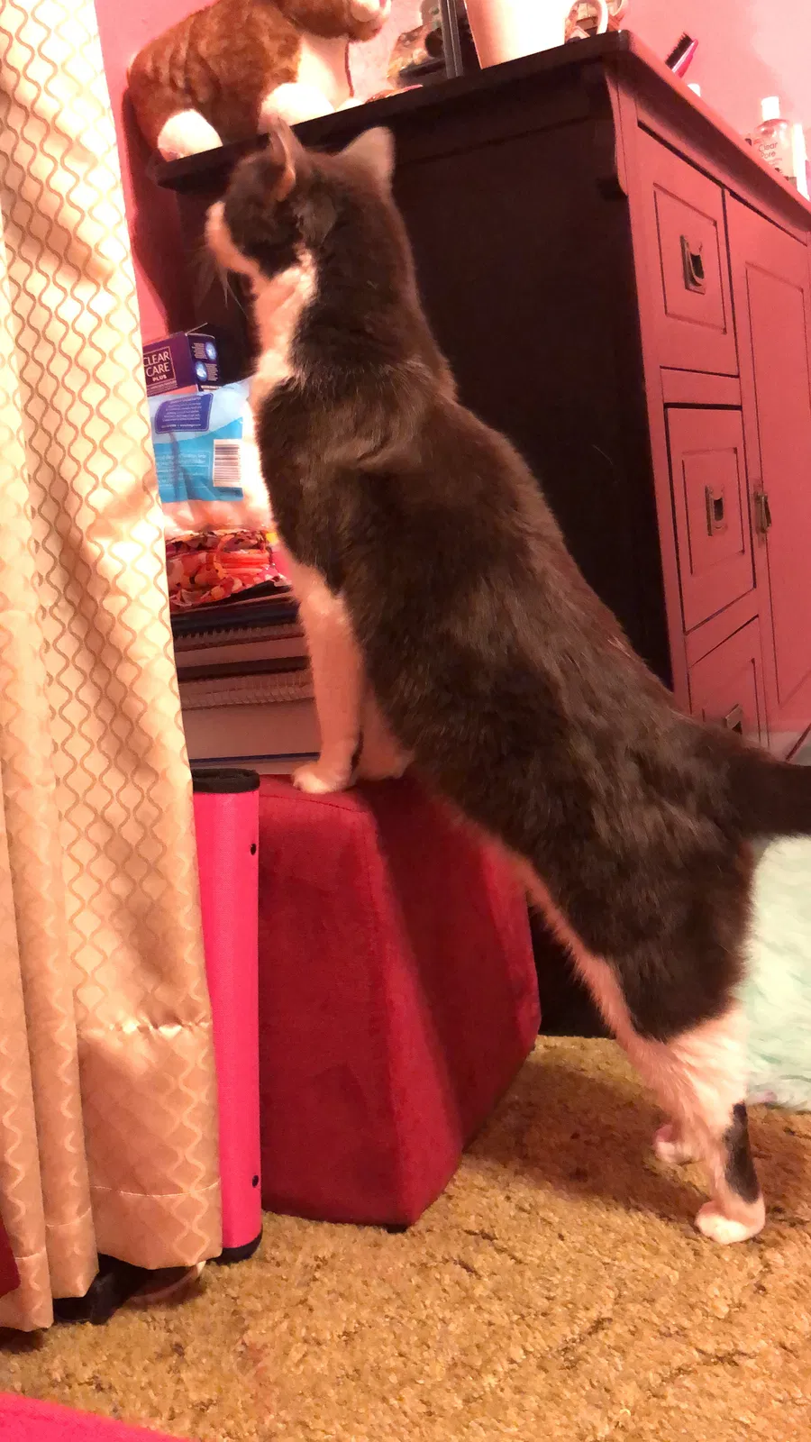 Lost cat in Sherman, TX, 75090
