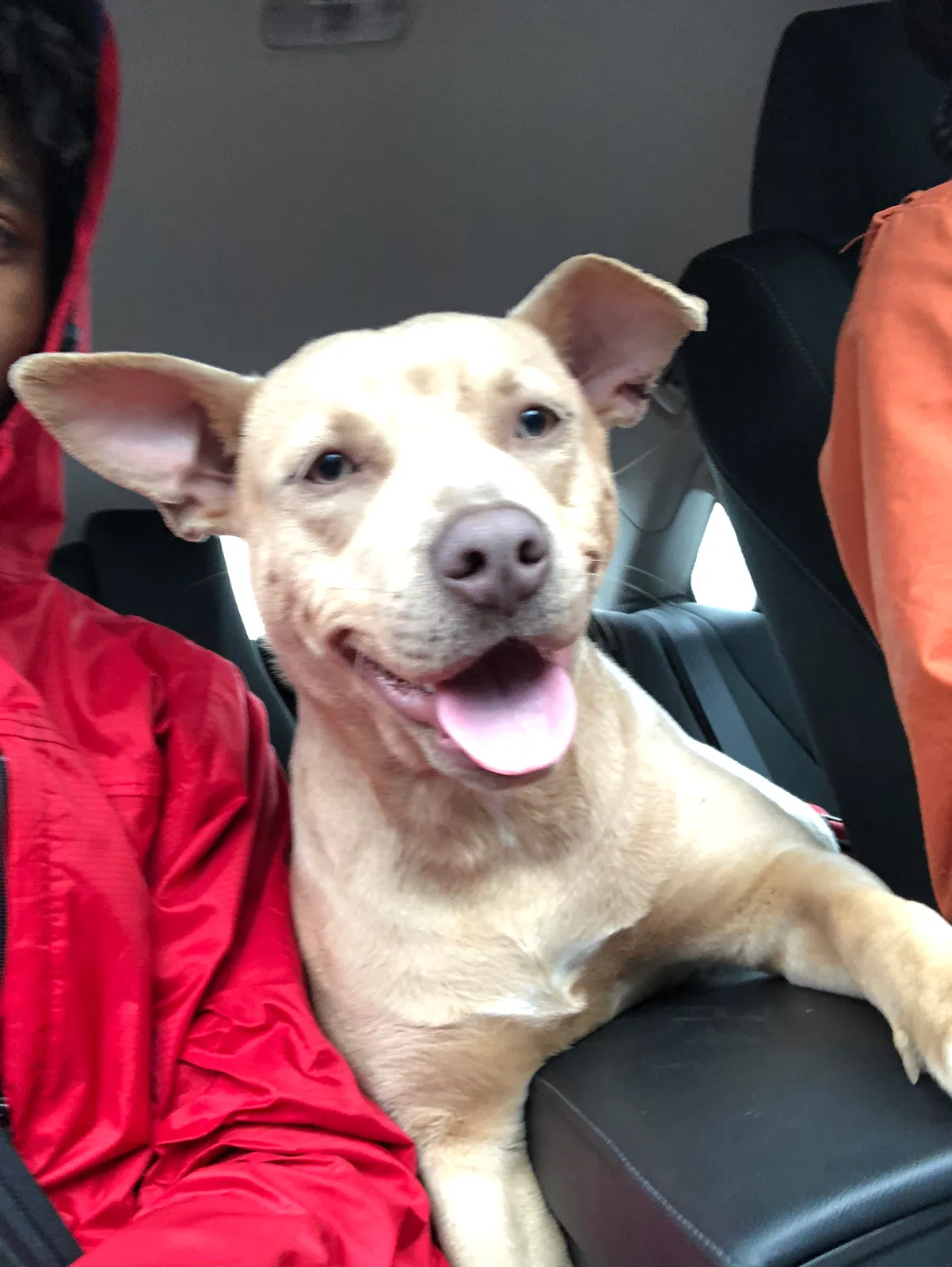 Found dog in Memphis, TN, 38111