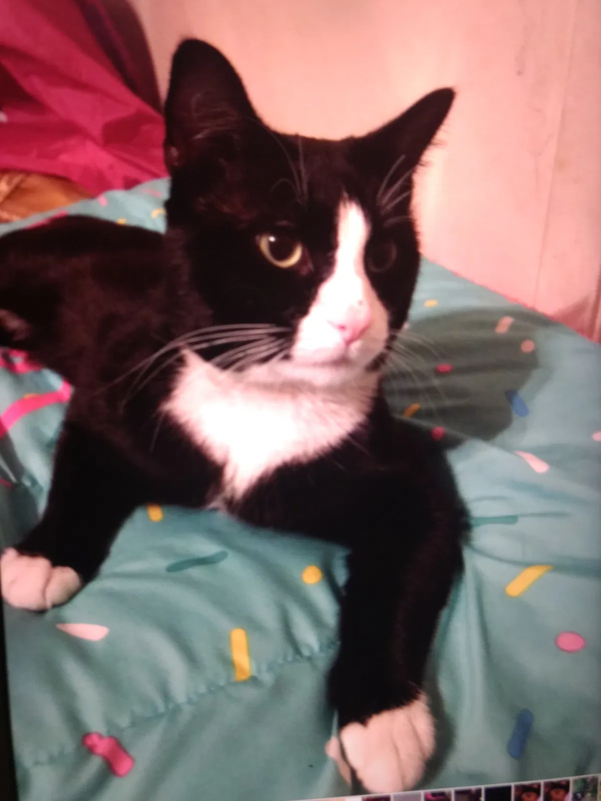 Lost cat in Topeka, KS, 66614